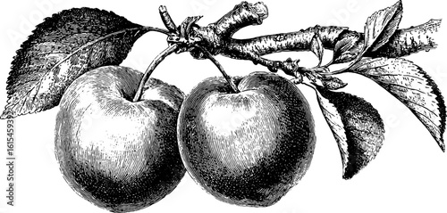 Vintage engraving of ripe plums on branch with leaves for retro art design