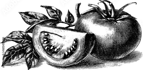 Vintage engraving of ripe tomato with sliced open detail for retro design