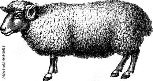 Vintage engraving of sheep with thick wool - retro animal silhouette for design and decor