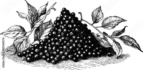 Vintage engraved illustration of small peppercorn pile with leaves for culinary design