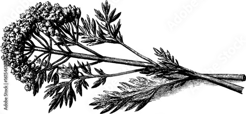 Vintage engraving of dill sprig for retro design and botanical decor