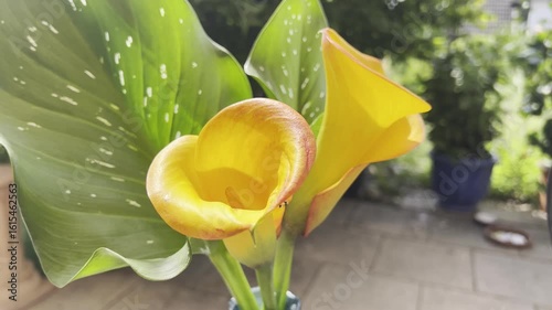 Zantedeschia