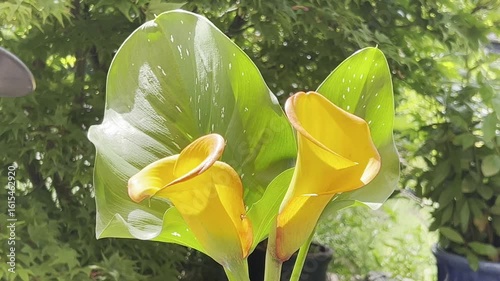 Zantedeschia