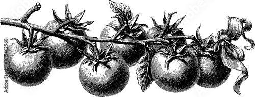 Vintage engraved illustration of tomato plant with tied stem for retro design