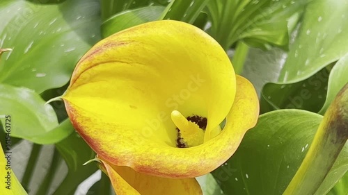 Zantedeschia