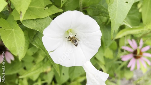 Hedge bindweed, Convolvulus, pulcher