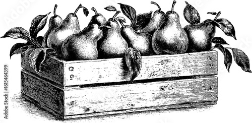 Vintage engraved illustration of pears in wooden crate for retro design