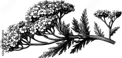 Engraved yarrow sprig illustration with tiny flowers - retro botanical design for cards and posters