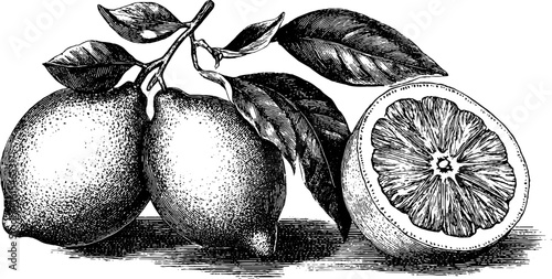 Vintage engraved illustration of lemon and lime with leaves for retro design