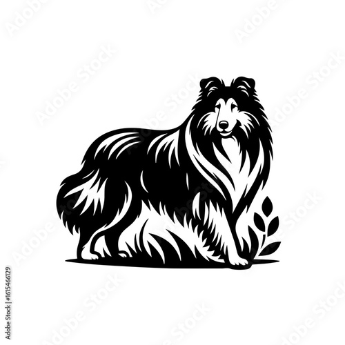 Collie dog illustration isolated on white background