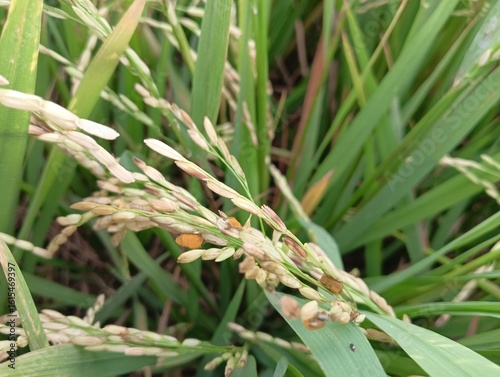 The perfect (sexual) stage of Ustilaginoidea virens, the fungus that causes rice false smut