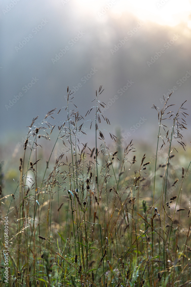 Obraz premium Whispers of Light Through Mist and Grass