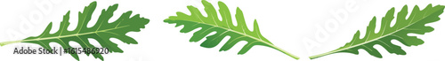 Rucola leaves - vector illustration, fresh green rucola