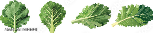 Kale green salad collection - vector illustration