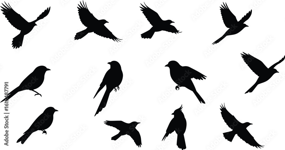 Fototapeta premium Flock of black birds in flight against a white background flying
