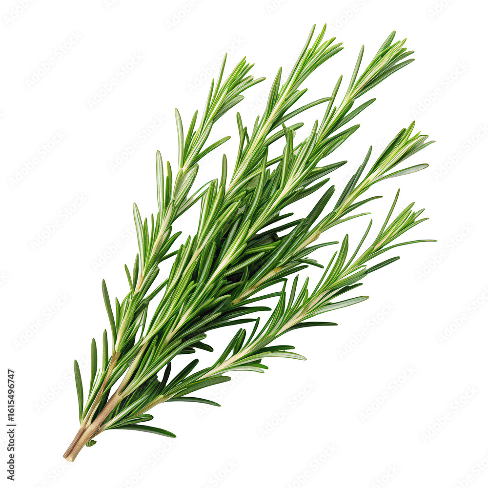 Fototapeta premium bunch of rosemary twigs kitchen cooking spices png rosemary sprig bunch PNG herb seasoning isolate png transparent background image