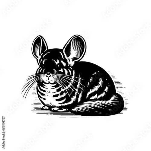 Vector art of a cute chinchilla sits isolated on white background with its whiskers