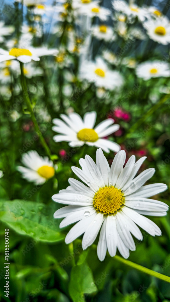 Fototapeta premium Close-up of white daisy with dew drops on petals against blurred background of flowers and green foliage.