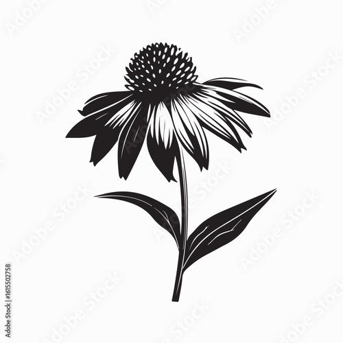 Black and White Vector Illustration of Echinacea Flowers Blooming in Summer Daylight Garden Scene