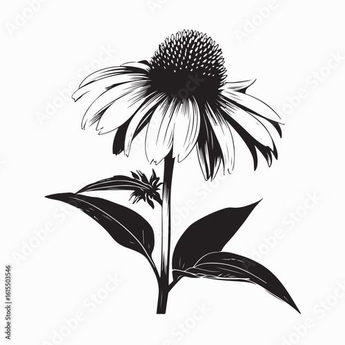 Black and White Vector Illustration of Echinacea Flowers Blooming in Summer Daylight Garden Scene