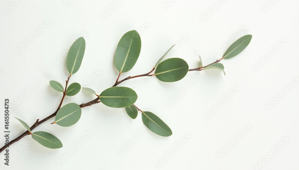 Obraz premium Minimal Green Leaves on White Background