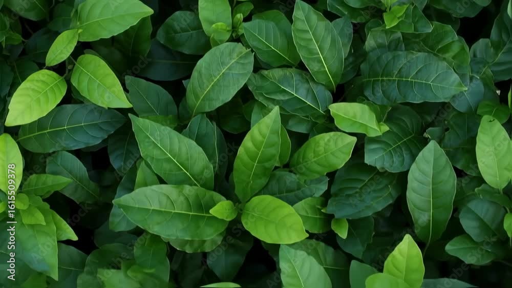 Lush green leaves