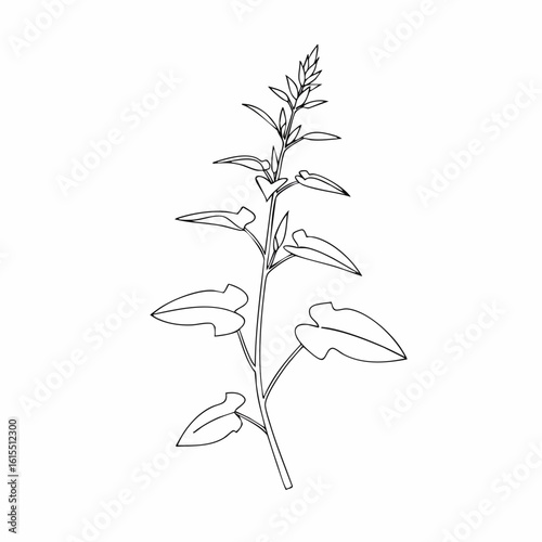 Delicate Buckwheat Plant Illustration with Heart-Shaped Leaves and Budding Tip