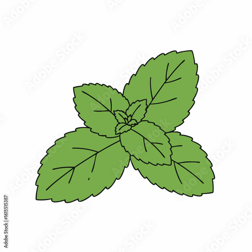 Stylized Mint Sprig with Serrated Edges and Prominent Veins Illustration
