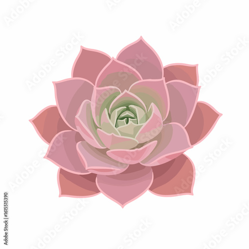 Delicate Pink Echeveria Succulent Blossom Closeup