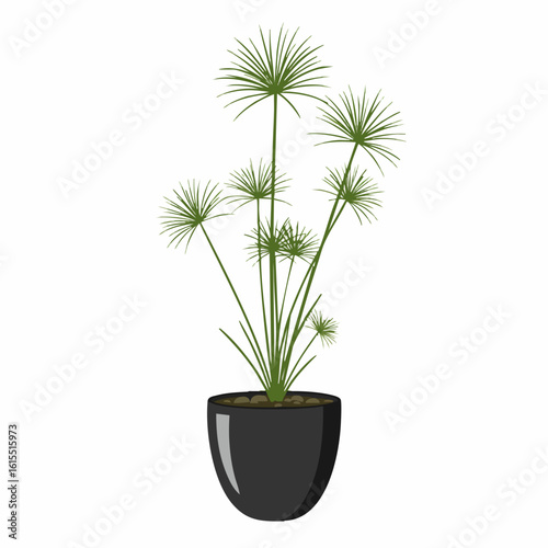 Elegant Cyperus Papyrus Houseplant in Sleek Black Pot