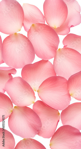 Abstract Isolated Pink Rose Petals On Black Background Illustration