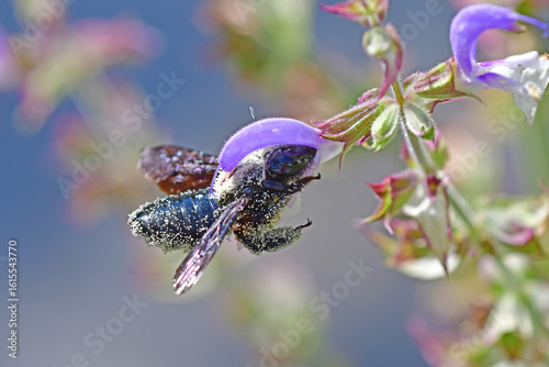 фотографія carpenter bee on a clary sage flower in summer in Germany