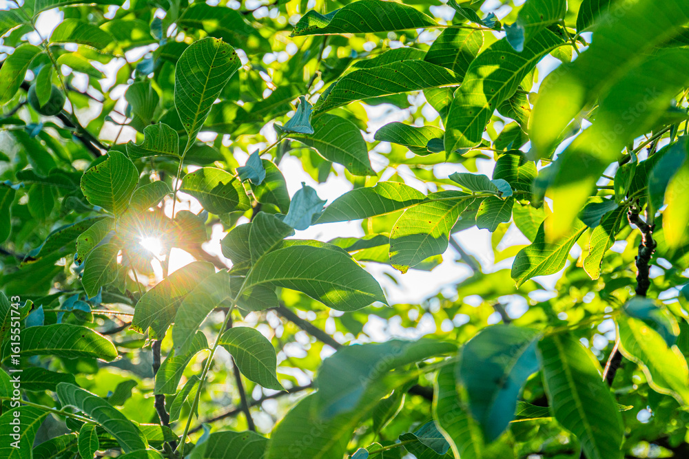 Obraz premium View from below of a lush, green tree canopy in an ancient Central European village Warm, dappled sunlight filters through leaves, creating contrast between shadows and illuminated areas