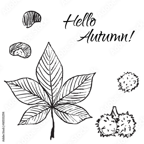 Hello autumn greeting card with chestnut leaf and nuts in black brush stroke texture isolated on white. Hand drawn vector sketch illustration in vintage charcoal ink. Autumn symbol, print, invitation