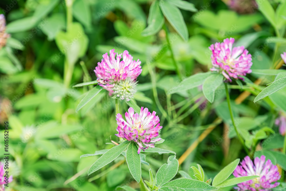 Fototapeta premium Close-up view of pink and white wildflowers possibly lilacs in a green meadow, soft lighting, naturalistic style. a
