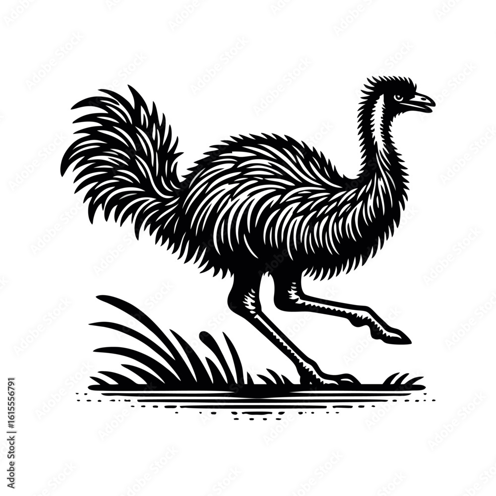 Fototapeta premium Emu hand draw engrave icon design black white