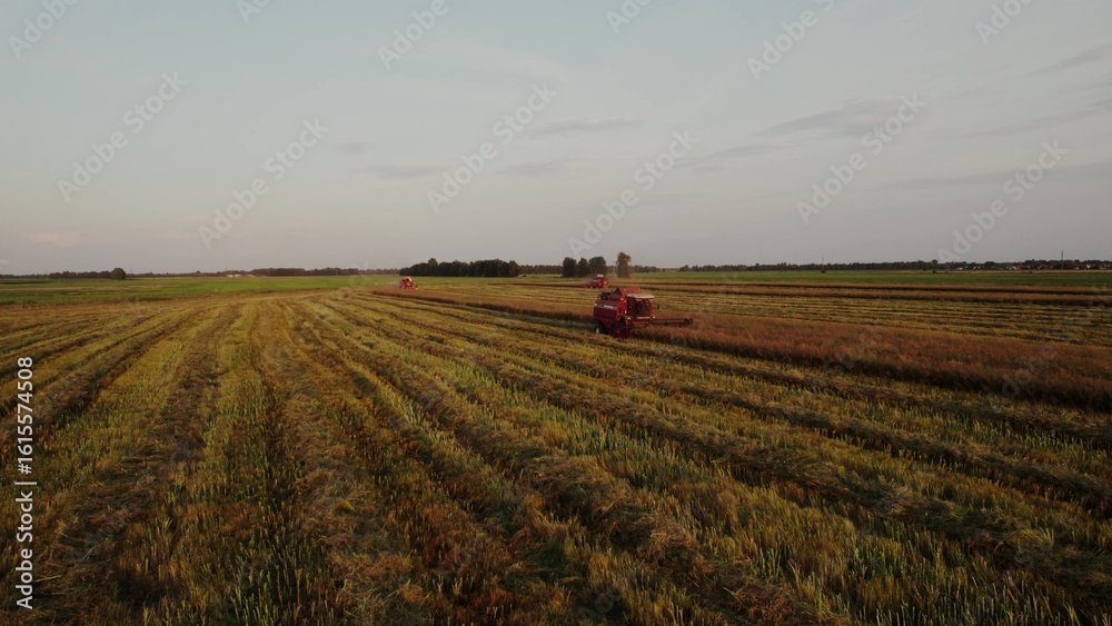 Fototapeta premium Several combine while harvesting grain in the field. Video from the drone