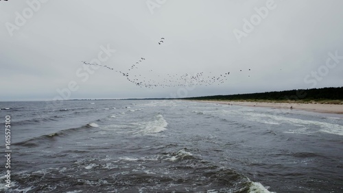 A flock of birds flies over the sea. Aerial view from drone