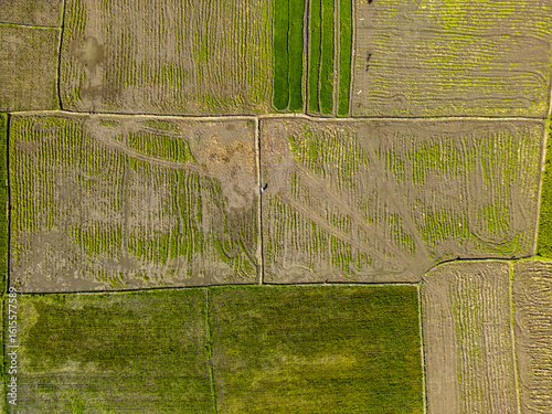 Aerial view of a patchwork of verdant and arable fields, bisected by pale pathways, showcasing the agricultural landscape, gunungsriti, Jawa Timur, Indonesia.