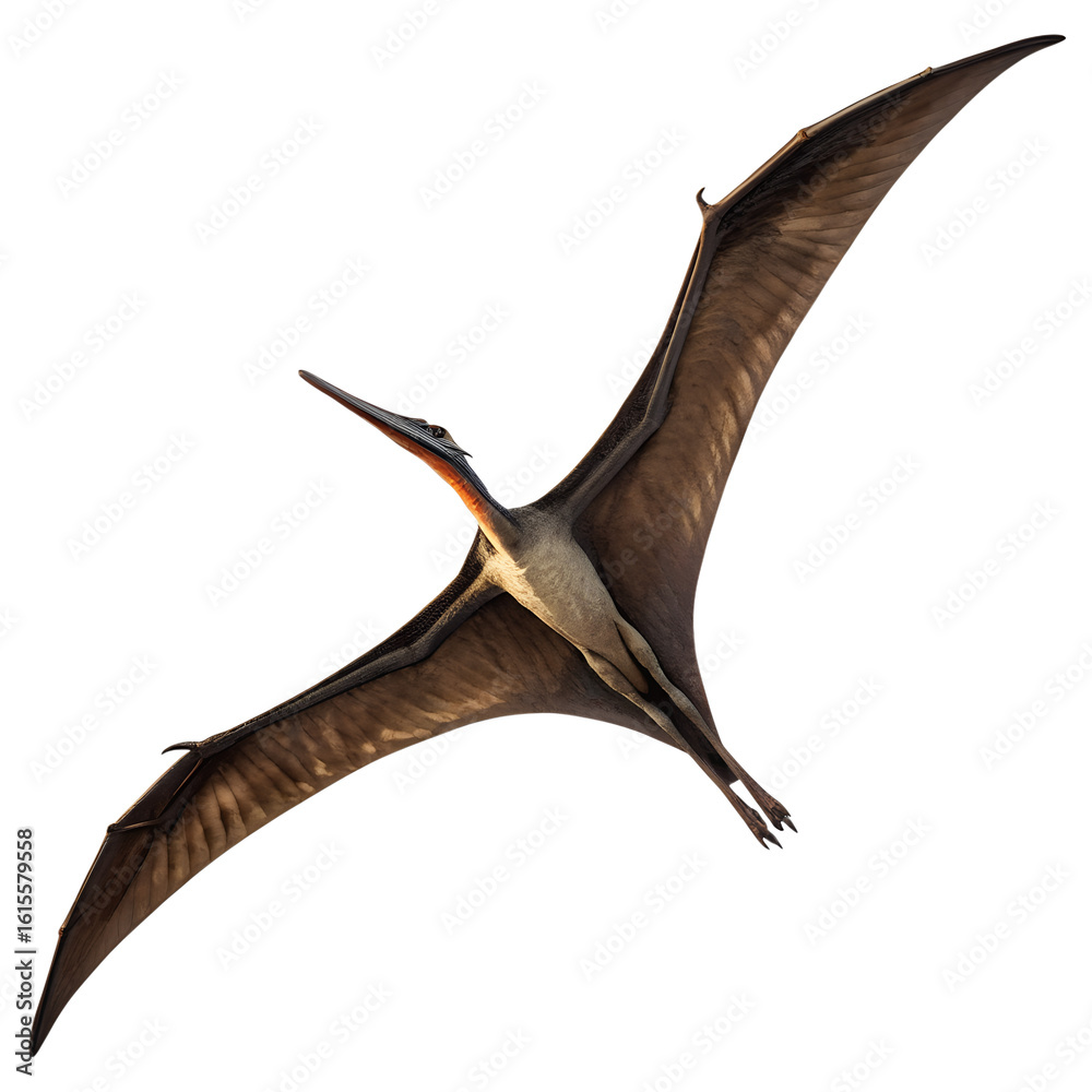 Fototapeta premium A Pteranodon soaring in the sky, isolated on transparent background