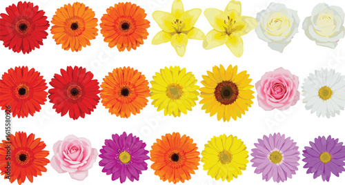 Colorful daisy rose lily sunflower collection, realistic flower heads set, isolated botanical bloom illustration, vibrant floral vector design, spring nature