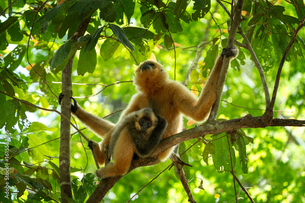 Fototapeta premium A yellow-cheeked gibbon in the Vietnamese forest. Gibbon's mother and her baby in the crown tree. A cute primate with long legs in the Asian rainforest.