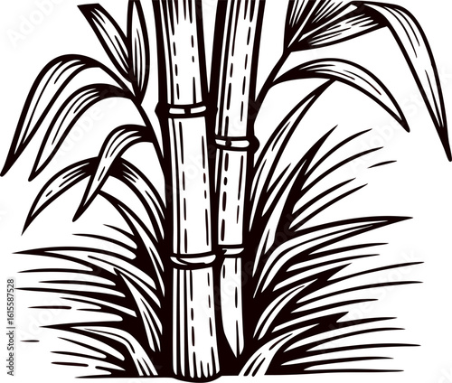 Hand drawn sugar cane plant with detailed leaves and stems isolated on white background illustration