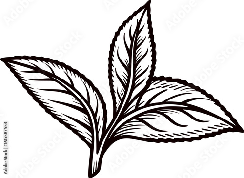 Hand drawn mint leaf branch illustration with engraved details and bold outline isolated on white background