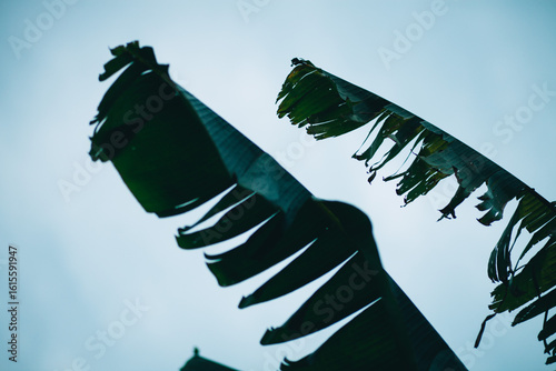 Sticker the silhouette of torn banana leaves against a pale blue sky
