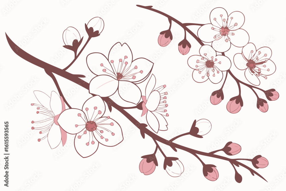 Naklejka premium Cherry blossom branches with buds isolated on white background