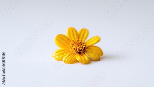 Wallpaper Mural Single, vibrant yellow flower on a plain white background Torontodigital.ca