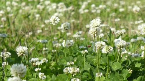 風にそよぐ白詰草の群生
