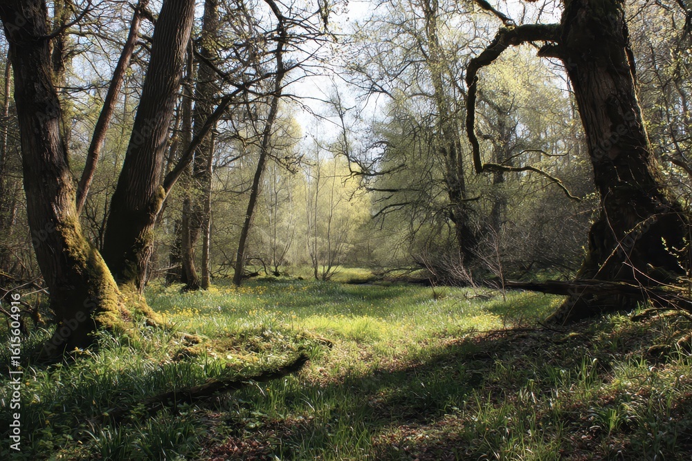 Fototapeta premium springtime forest