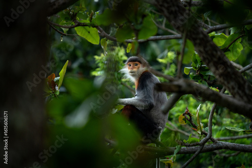 Canvas Print A rare species of primate inhabits Vietnam's forest